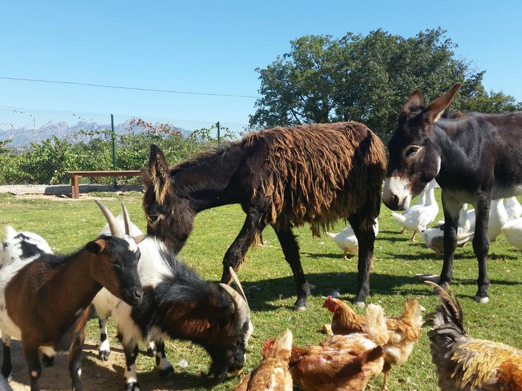 Masia Can Canyes & Spa San Lorenzo de Hortóns Eksteriør bilde