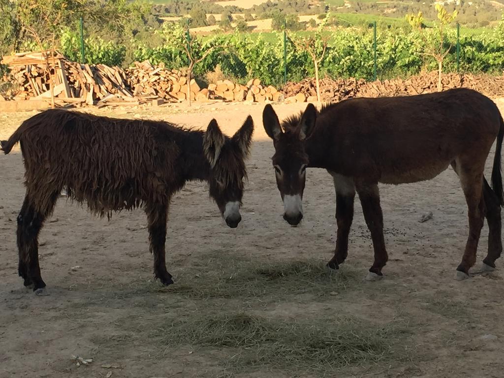 Masia Can Canyes & Spa San Lorenzo de Hortóns Eksteriør bilde
